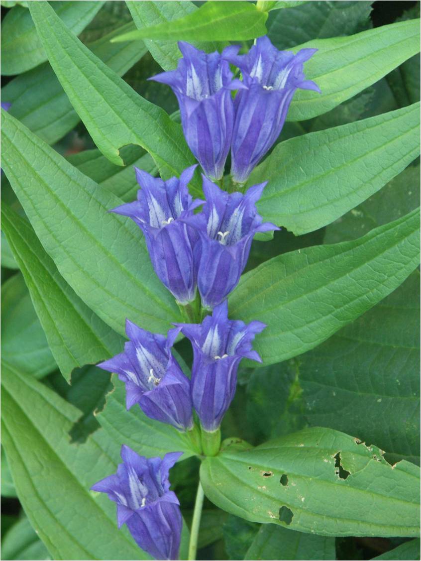 Gentiana asclepiadea